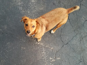 Marshall, beloved pet and the inspiration behind Tranquil Tides Pet Aquamation in Nixa, MO.