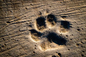 Dog steps and footprints on earth