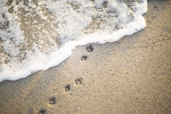 Paw prints on the coast. Foam wave. Sand beach. An imprint of the paws of a small dog.