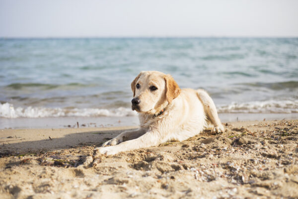 Dog at the beach