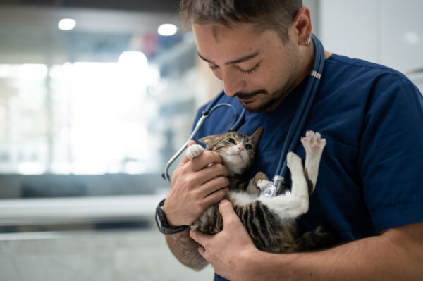 A young male vet holding a kitten during examining.