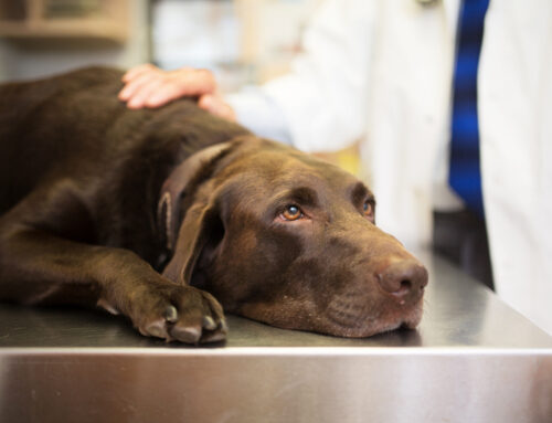 End-Of-Life Guide for Your Pet:  Is It Time?