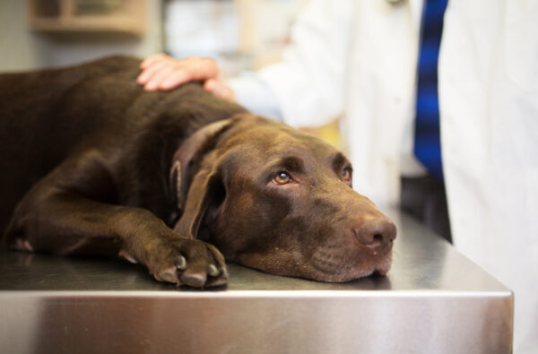 Sick Pet at the Vet