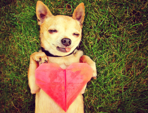 Choosing the Right Type of Pet Aquamation or Pet Cremation Establishment: A Guide for Pet Owners